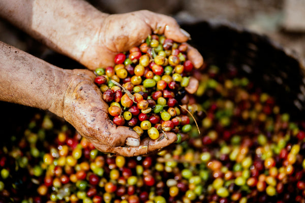 What Is Carbon Neutral Coffee? A Guide to Sustainable Brewing with Presto