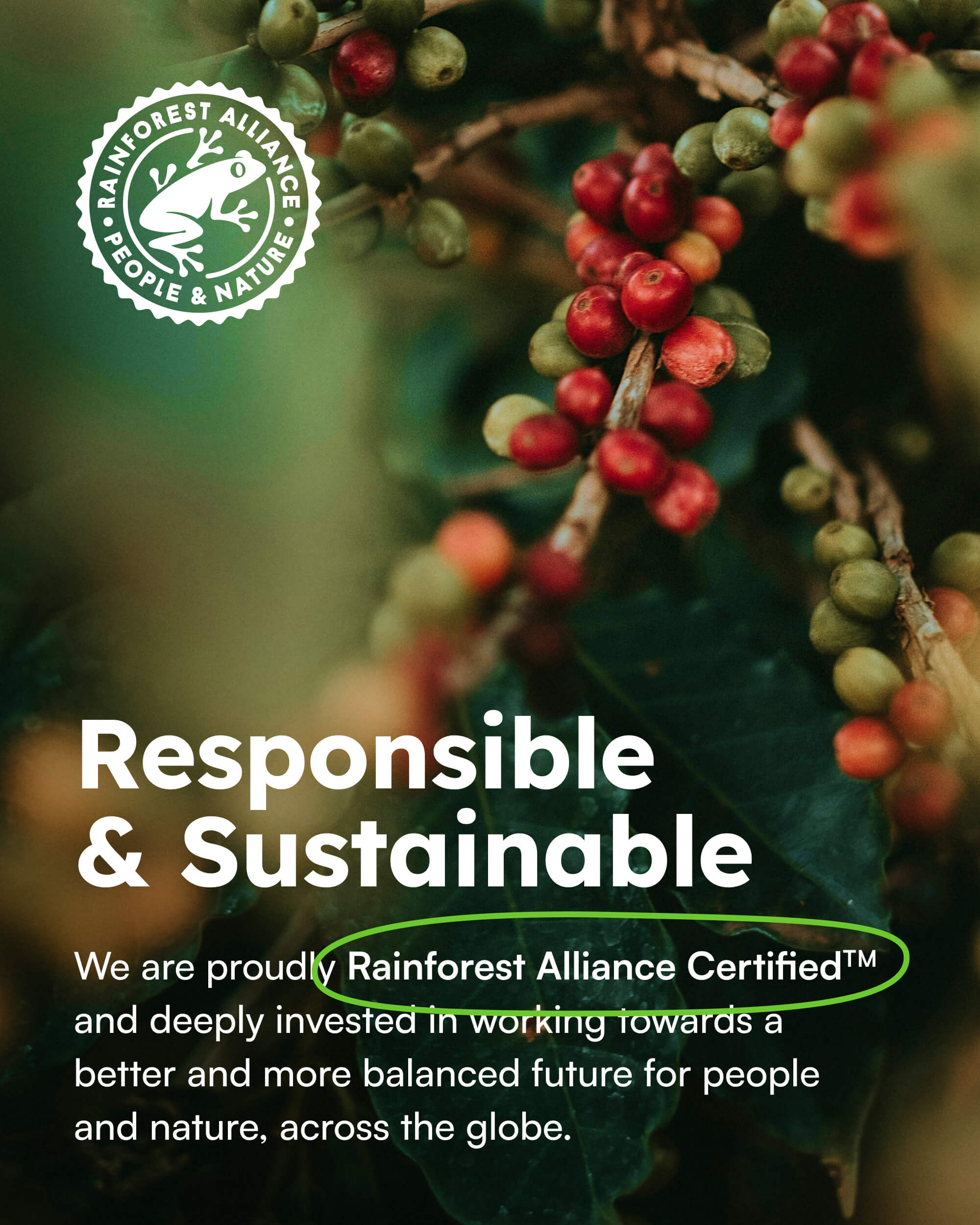 Close-up of red and green coffee cherries on branches with Rainforest Alliance seal and certification text promoting responsibility and sustainability.